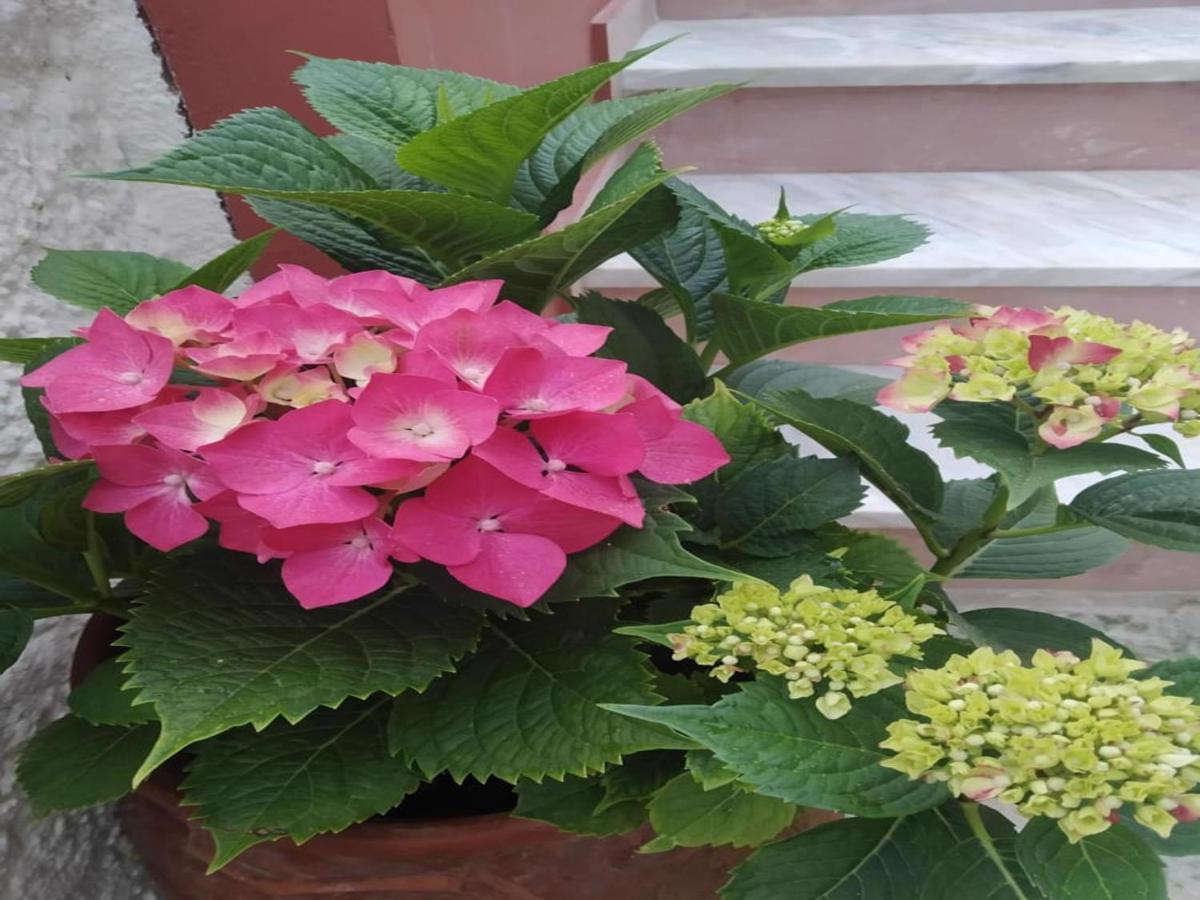 Rio Grande Rooms Benitses (Corfu) Exterior foto